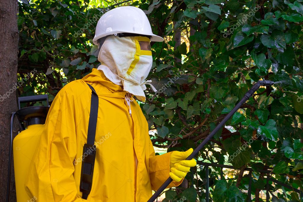 Dératisation à Soissons