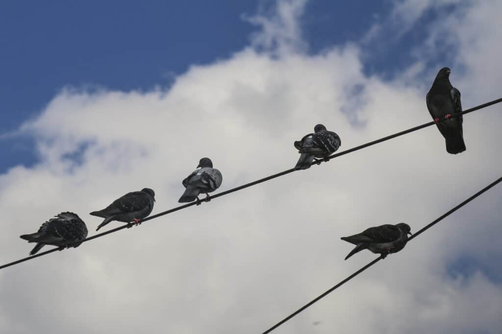 Dépigeonnage à Courmelles