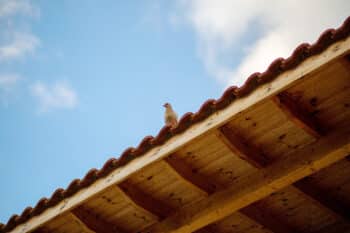 Dépigeonnage à Soissons