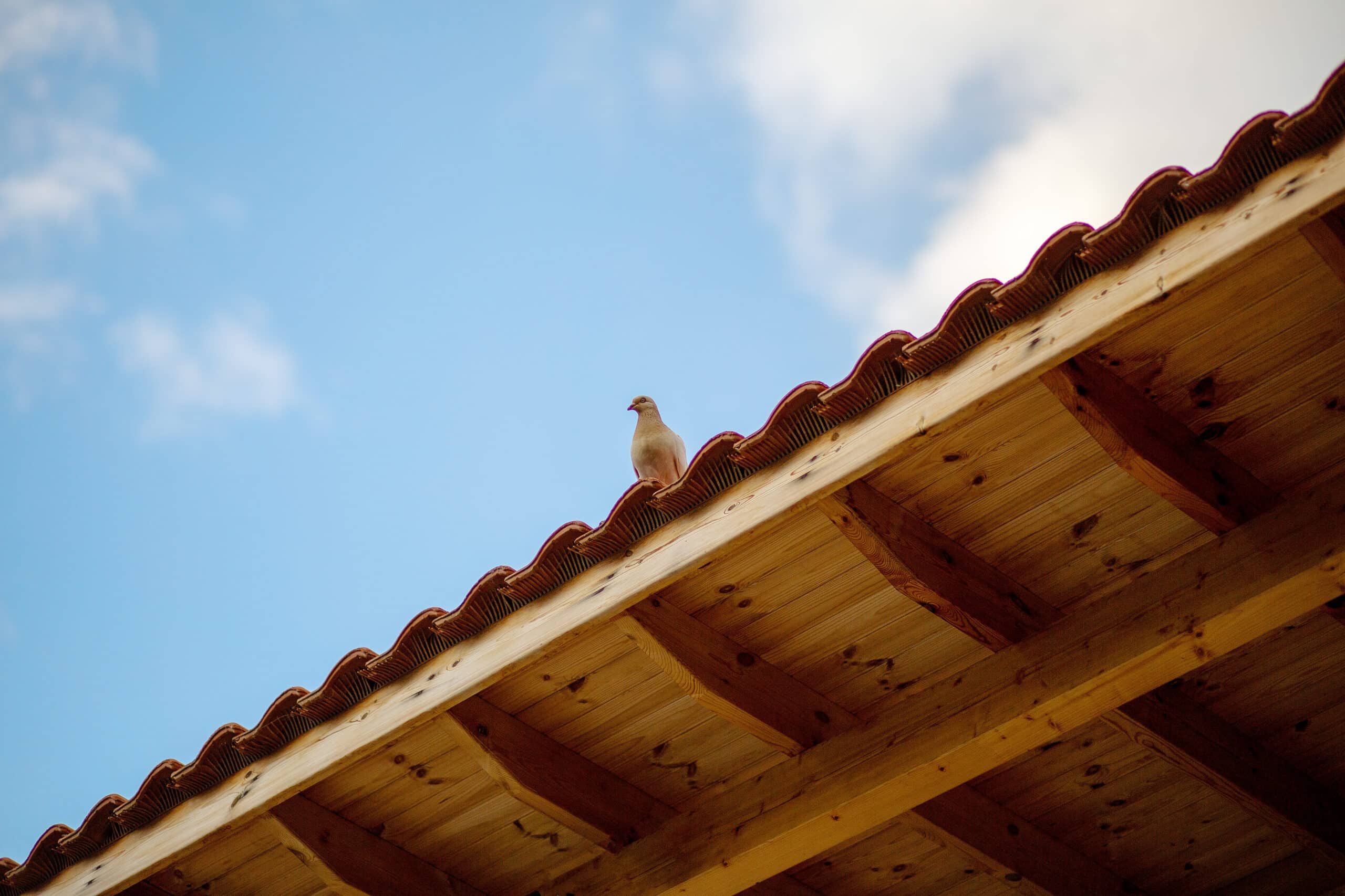 Dépigeonnage à Soissons