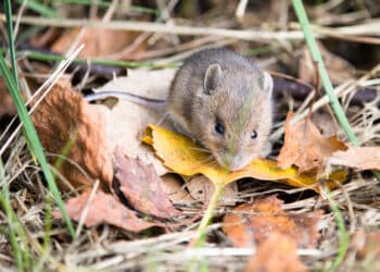 dératisation à Villeneuve-Saint-Germain