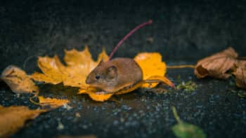 Dératisation à Soissons