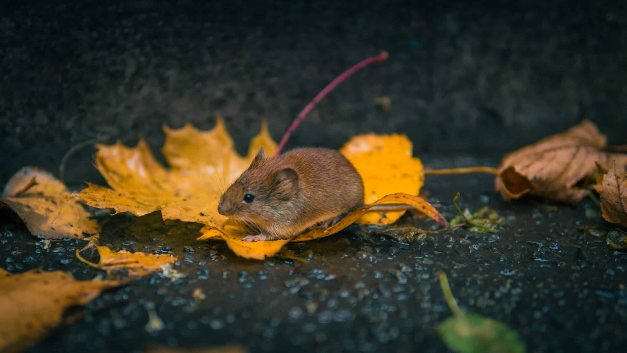 Dératisation à Soissons