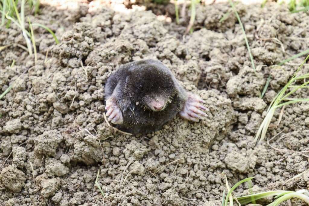 taupes à Soissons